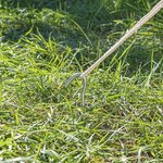 Piquet de tente 25cm metal avec oeil ouvert