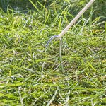 Piquet de tente 30cm metal avec oeil ouvert